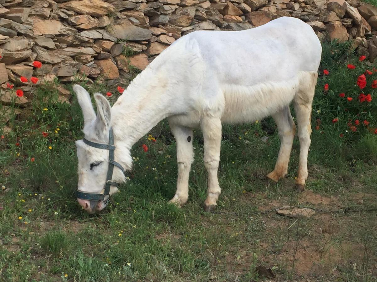 Laroya Reul Alto Cortijos Rurales旅馆 外观 照片