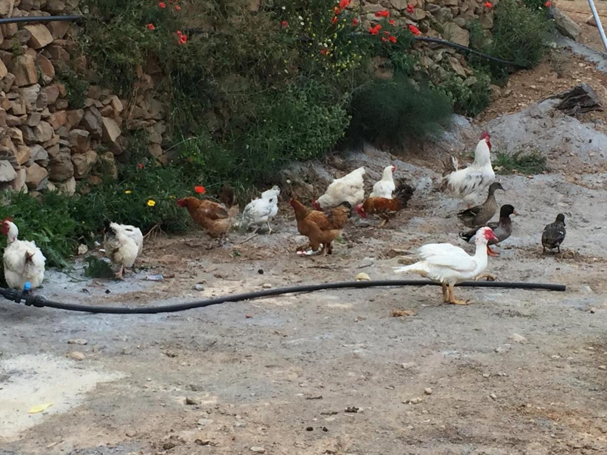 Laroya Reul Alto Cortijos Rurales旅馆 外观 照片