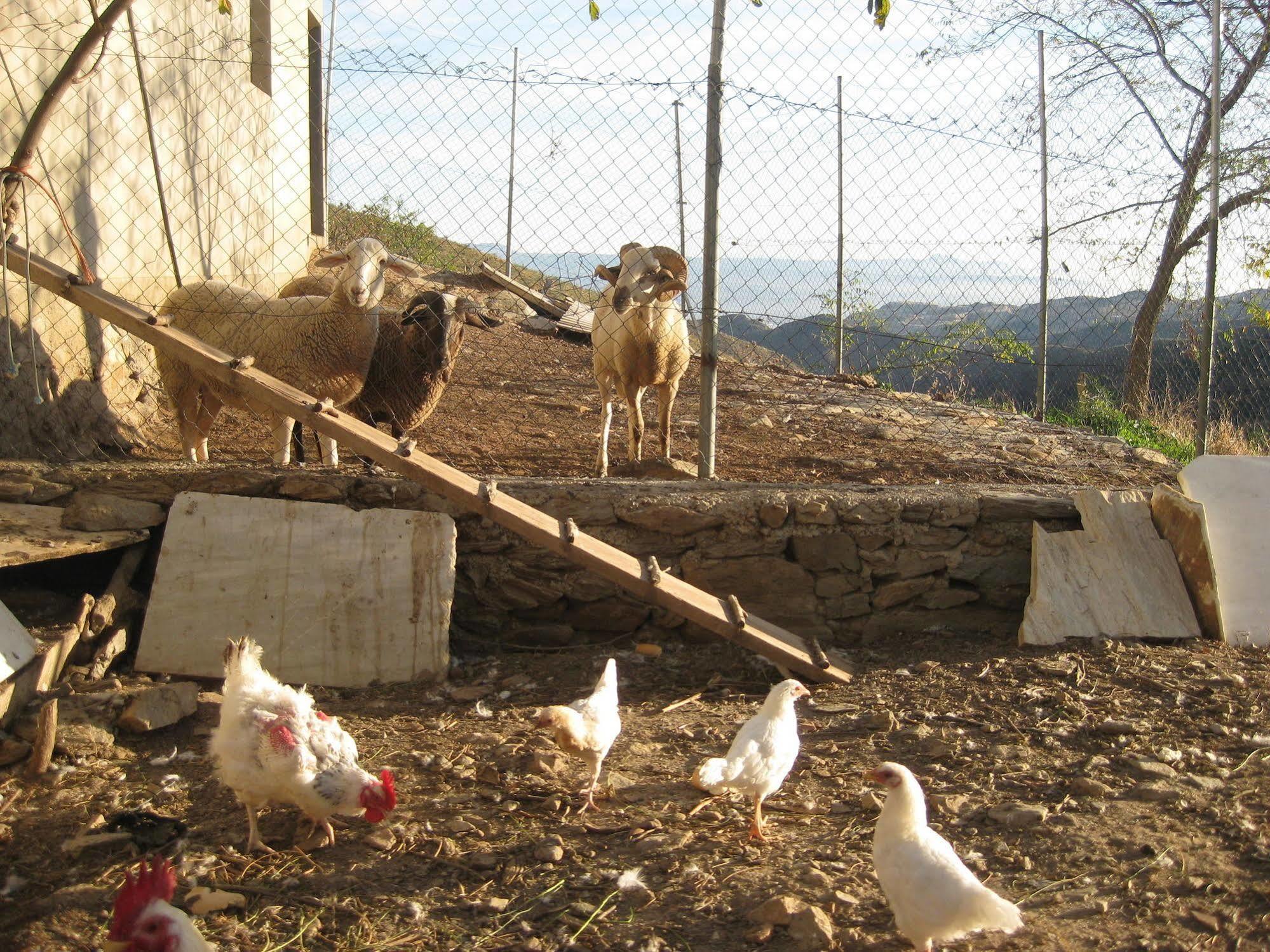 Laroya Reul Alto Cortijos Rurales旅馆 外观 照片