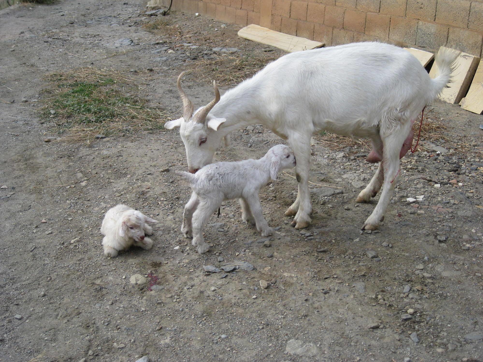Laroya Reul Alto Cortijos Rurales旅馆 外观 照片